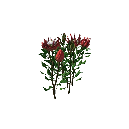 Flower Protea King2